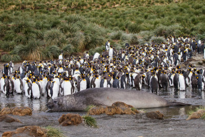 Southern Elephant Seal  King Penguins-1.jpg