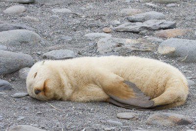 Southern Elephant Seal-6.jpg