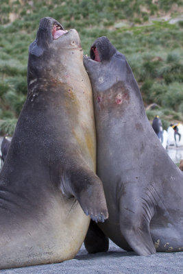 Southern Elephant Seal-41.jpg