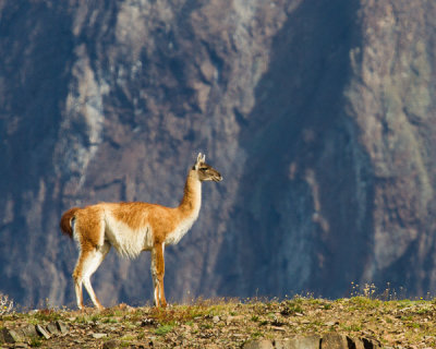 Guanaco-19.jpg