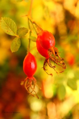 IMG_6848.jpg