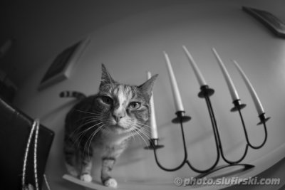 Fisheye: Demonic Cat ;)