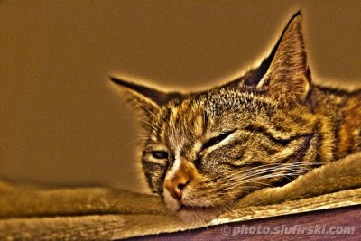 HDR - Tabby cat falling asleep