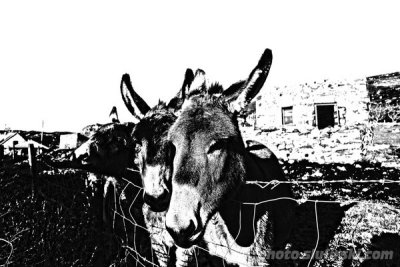 HDR: Donkeys
