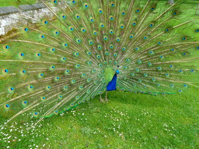Perth - Scone Palace - Peacock