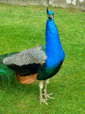 Perth - Scone Palace - Peacock