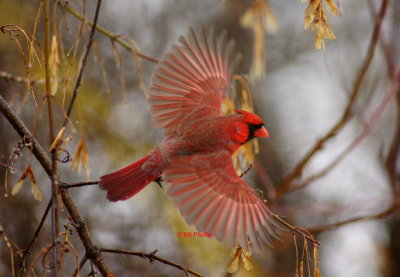december_birds