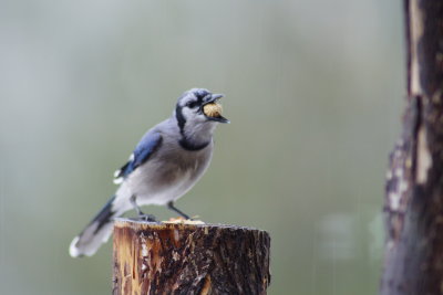december_birds