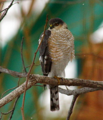 sharpshinned_hawk