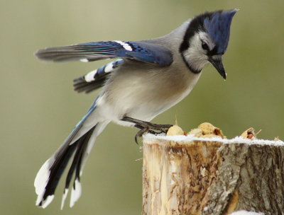 a_study_of_blue_jays_
