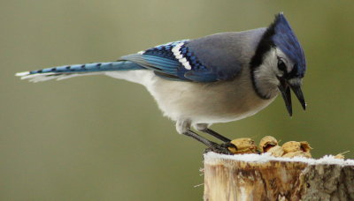 Hard on the ole beak