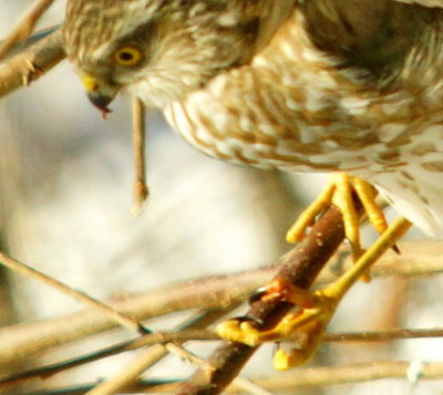 CH8793TALON.JPG