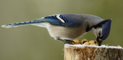 J522.JPG