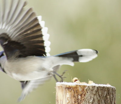 a_blue_jay_called_mont_blanc