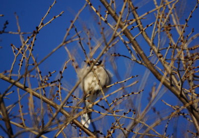 Cool Birds
