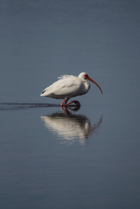 White Ibis