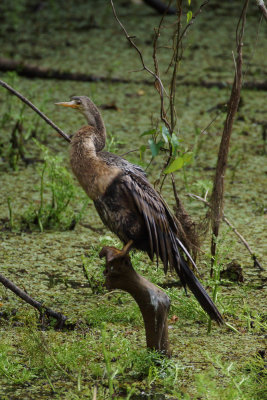 Anhinga