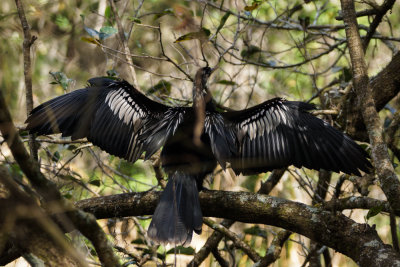 Anhinga