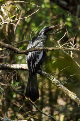 Anhinga