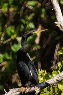 Anhinga