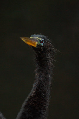 Anhinga