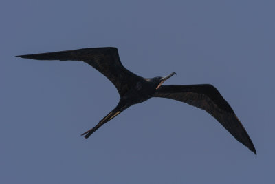 Magnificent Frigatebird
