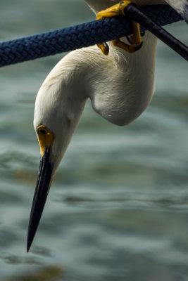 Snowy Egret.jpg
