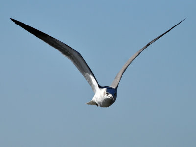 80-400DSC_3755-Edit.jpg
