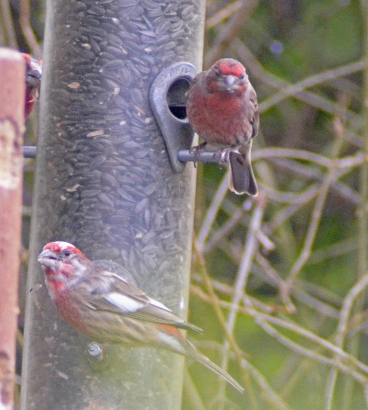 House Finch and Leucistic House Finch