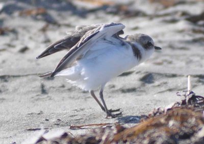 Snowy Plover