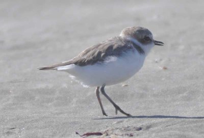 Snowy Plover