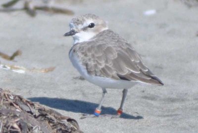 banded Snowy Plover