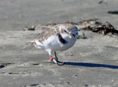 banded Snowy Plover