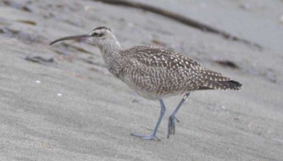 Whimbrel