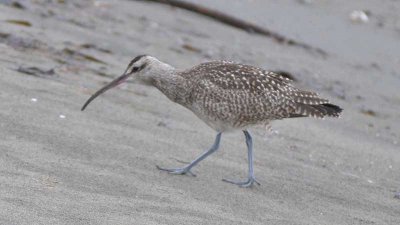 Whimbrel