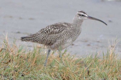 Whimbrel