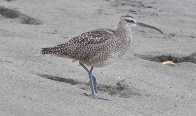 Whimbrel