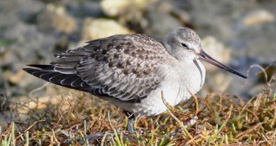 Marbled Godwit