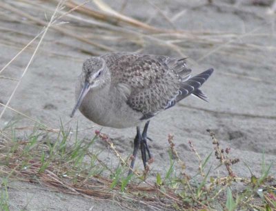 Juvenile Hudsonion Godwit