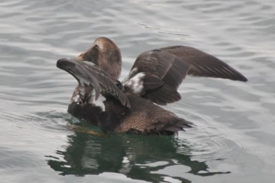 Male Common Eider