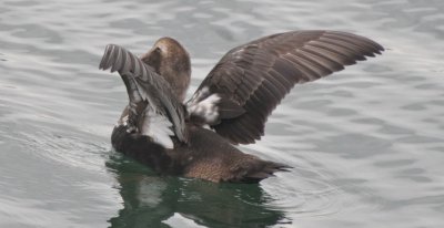 Male Common Eider