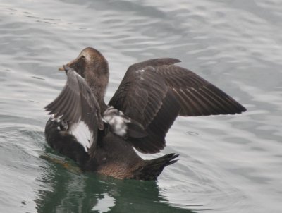 Male Common Eider