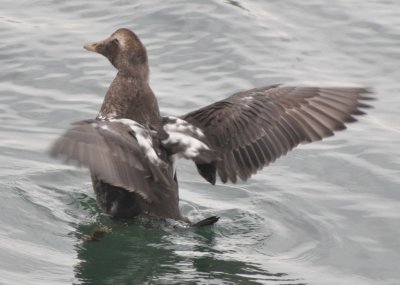 Male Common Eider