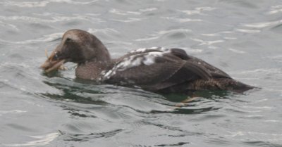 Male Common Eider