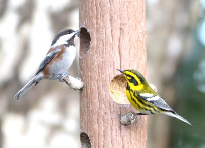 Chestnut-backed Chickadee and Townsend Warbler