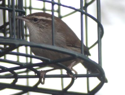 Bewick's Wren in cage with suet