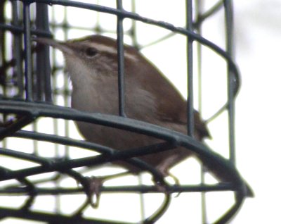 Bewick's Wren in cage with suet