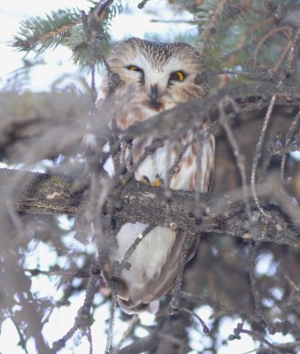 Northern Saw-Whet Owl