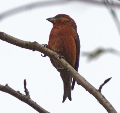 Red Crossbill