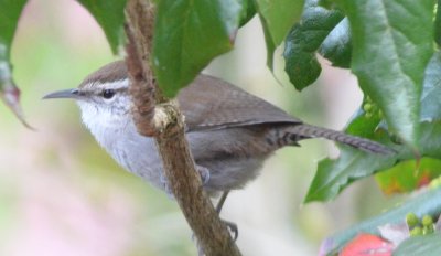 Bewick's Wren on Patio